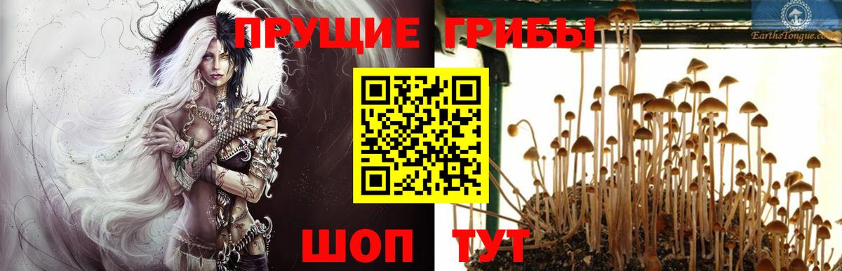 Псилоцибиновые грибы Cubensis Клинцы